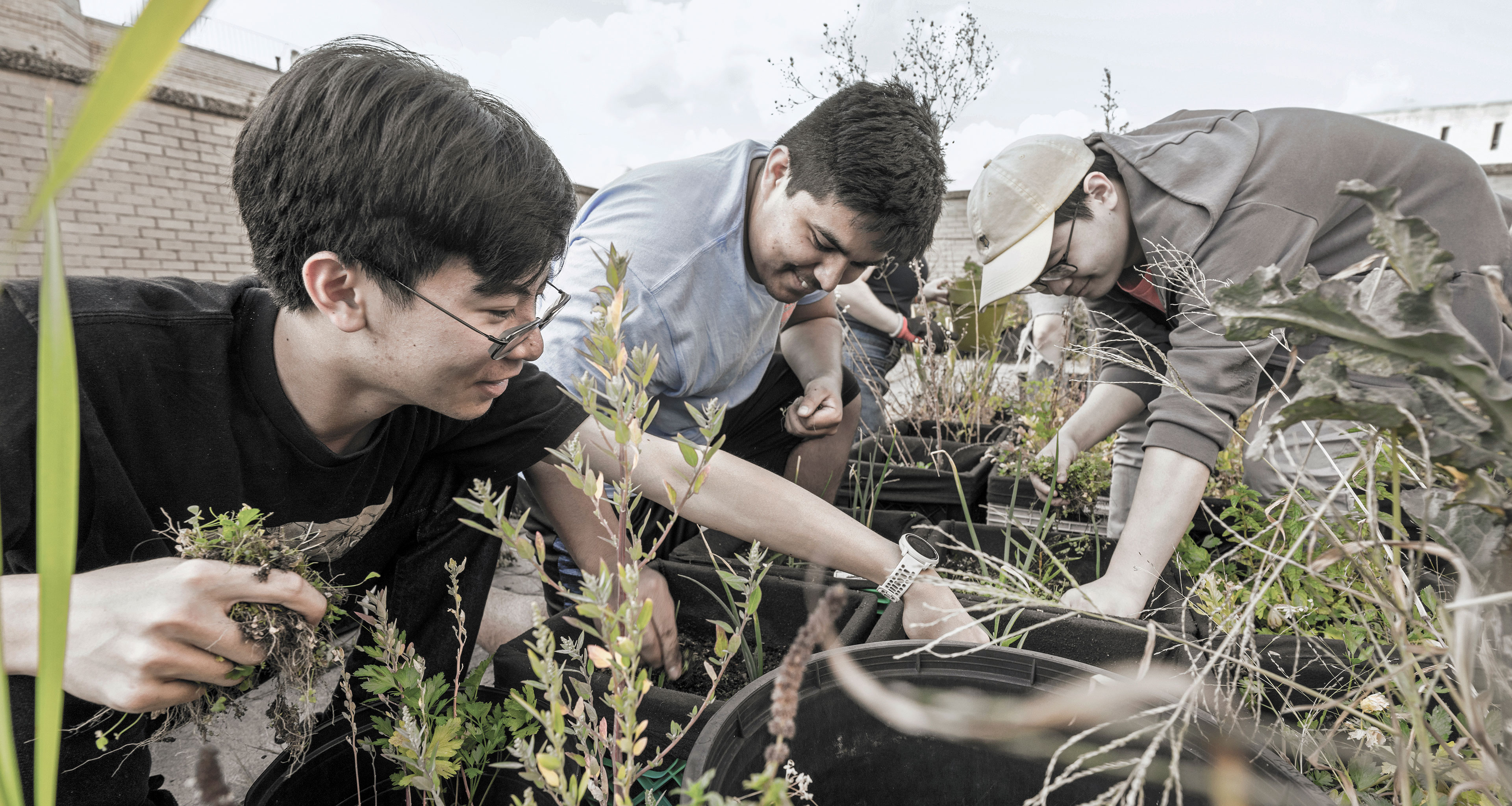 Group of students planting in a community garden